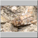 Panolis flammea - Forleule 03.jpg